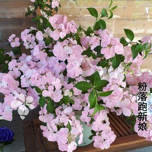 带花发货新品 开花花卉室内阳台盆栽庭院花卉 粉白落跑新娘大苗四季