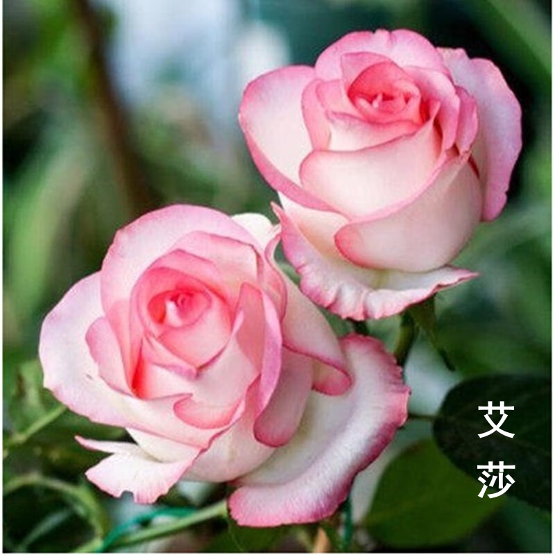 阳台盆栽三季开花艾莎月季花苗