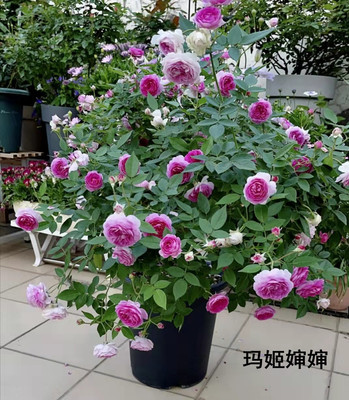 阳台盆栽果汁阳台玛姬婶婶三季开