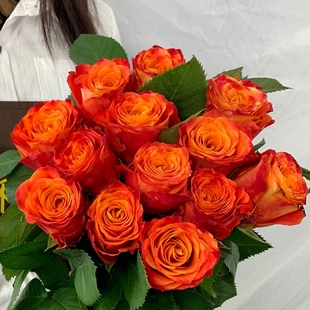 新品切花月季花苗火焰三季开花阳台盆栽庭院地栽直立耐开抗病耐晒