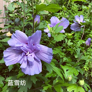 新品木槿花蓝雪纺莓冰沙薄荷冰沙红酒馆紫玉阳台盆栽庭院耐寒抗病