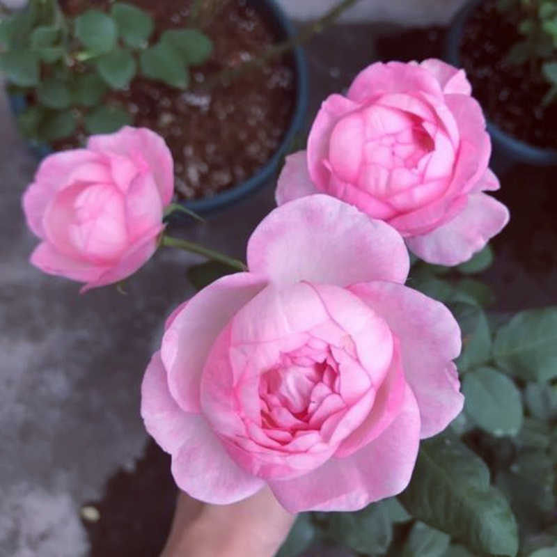新品月季花苗草莓杏仁饼室内阳台盆栽庭院三季开花花卉抗病抗晒