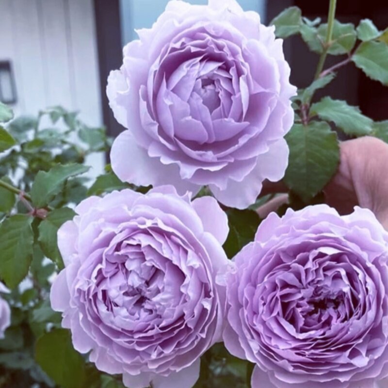 新品月季花苗霁色大苗阳台盆栽浓香大花庭院地栽三季开花勤花抗病 - 实物图