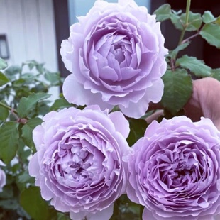 新品月季花苗霁色大苗阳台盆栽浓香大花庭院地栽三季开花勤花抗病