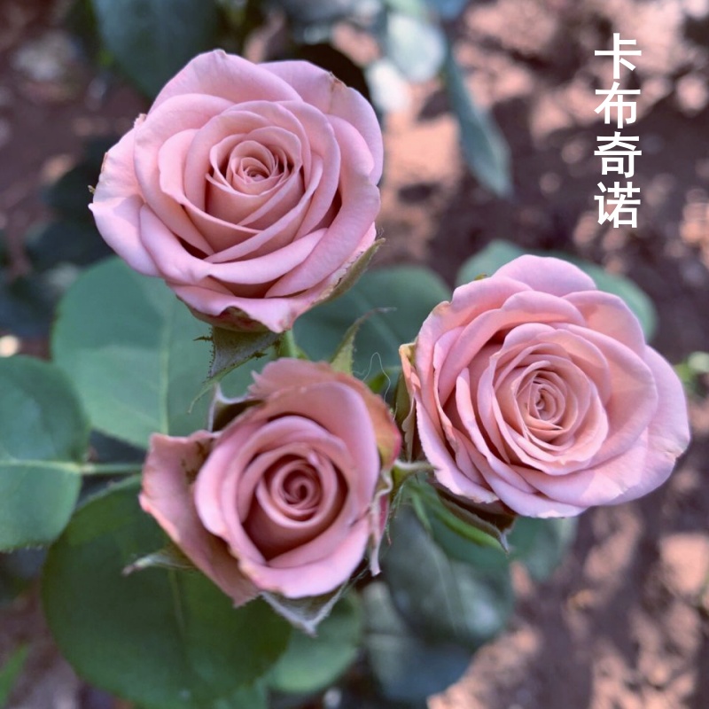 新品月季室内阳台盆栽三季开花