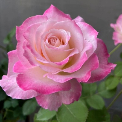 新品月季六翼天使三季开阳台盆栽