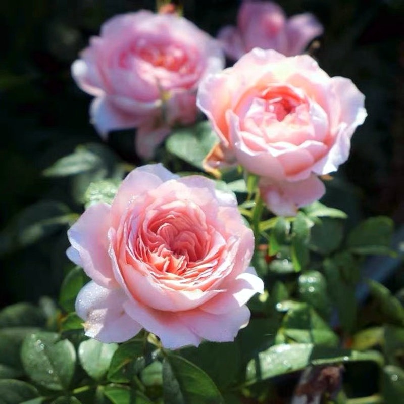 新品月季安索菲比克阳台盆栽三季