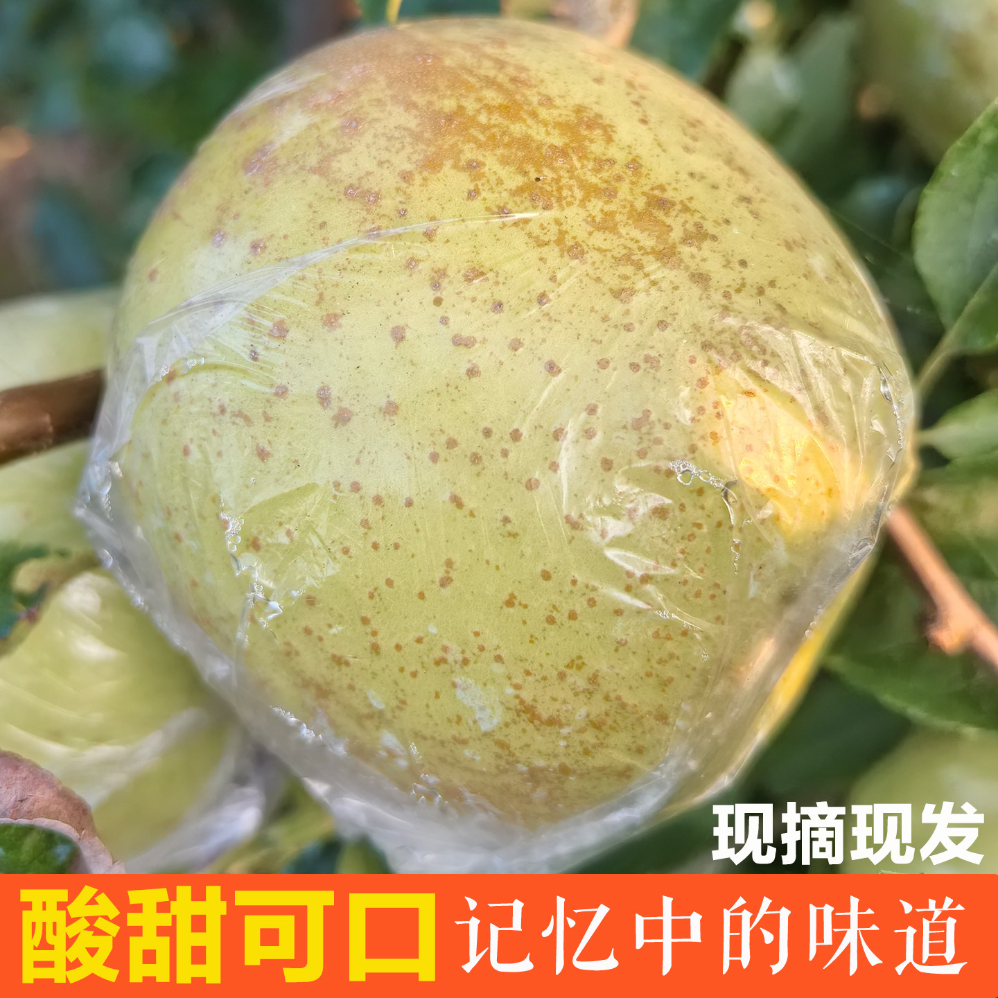 金帅青苹果新鲜水果现摘大沙河酸苹果