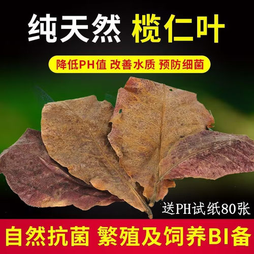 免煮榄仁叶斗鱼懒人叶