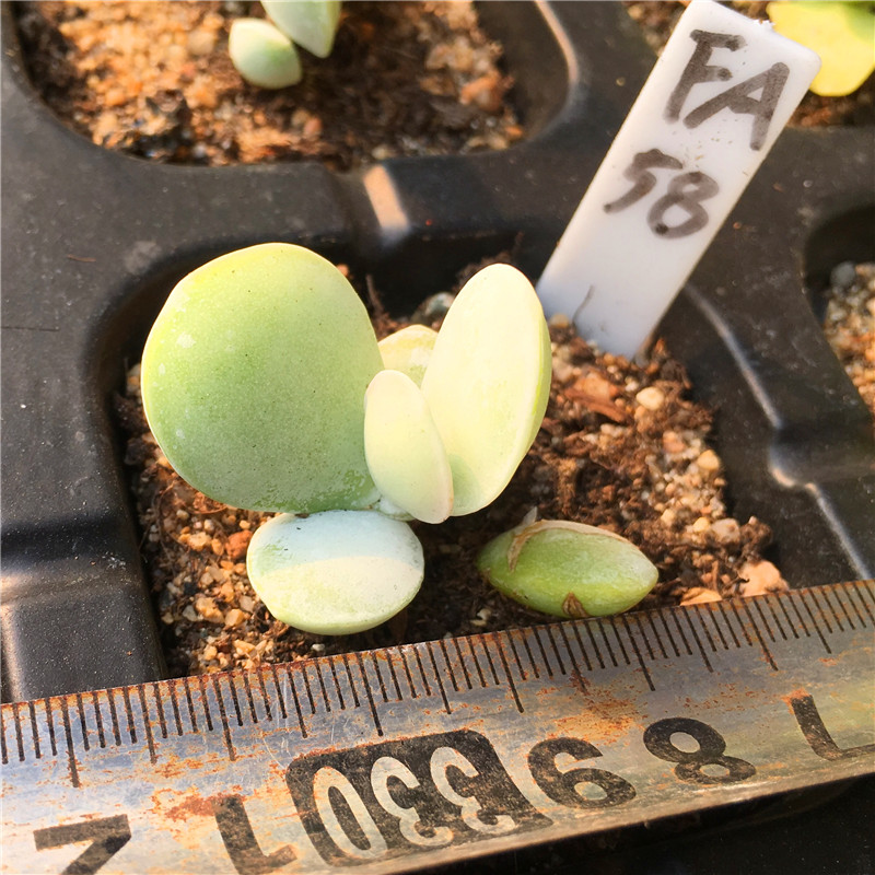 姬御雪一物一拍水泡多肉植物稀有