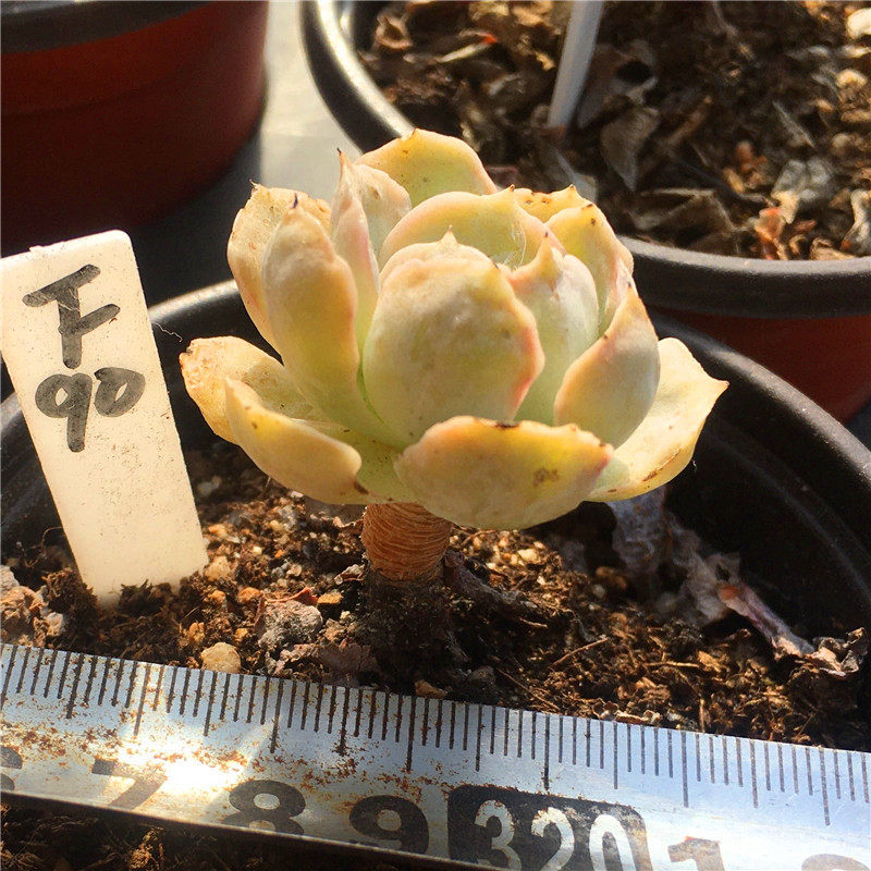 鲁氏石莲 安娜玫瑰一物一拍粉鲁氏经典多肉植物迷你精养清晟园艺