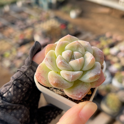 满38包邮，脱土发货，冰玉，肥美