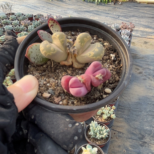 生石花，大津绘，红大内
