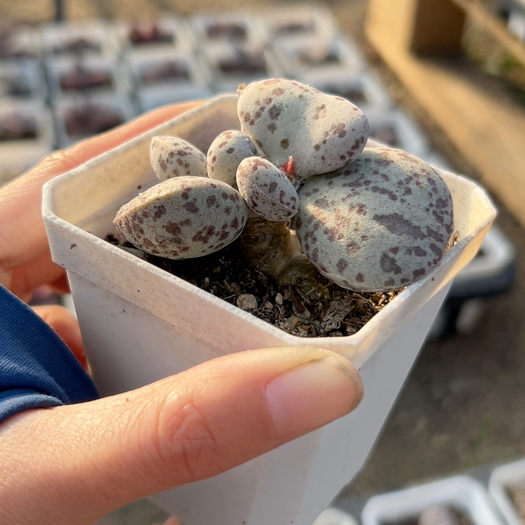 优选腰子叶肥美桩花蛋,盆口7