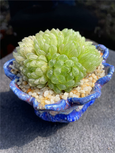 玉露杂交十二卷多肉植物一物一拍