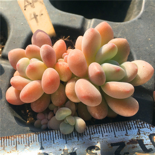 洛神一物一拍迷你粉圆多肉植物
