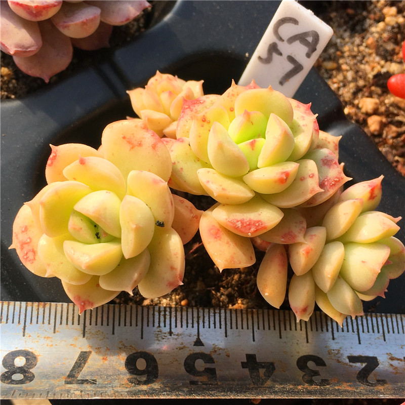 尼可莎娜一物一拍果冻小桩多肉植物妮可莎娜清晟园艺1月中更新