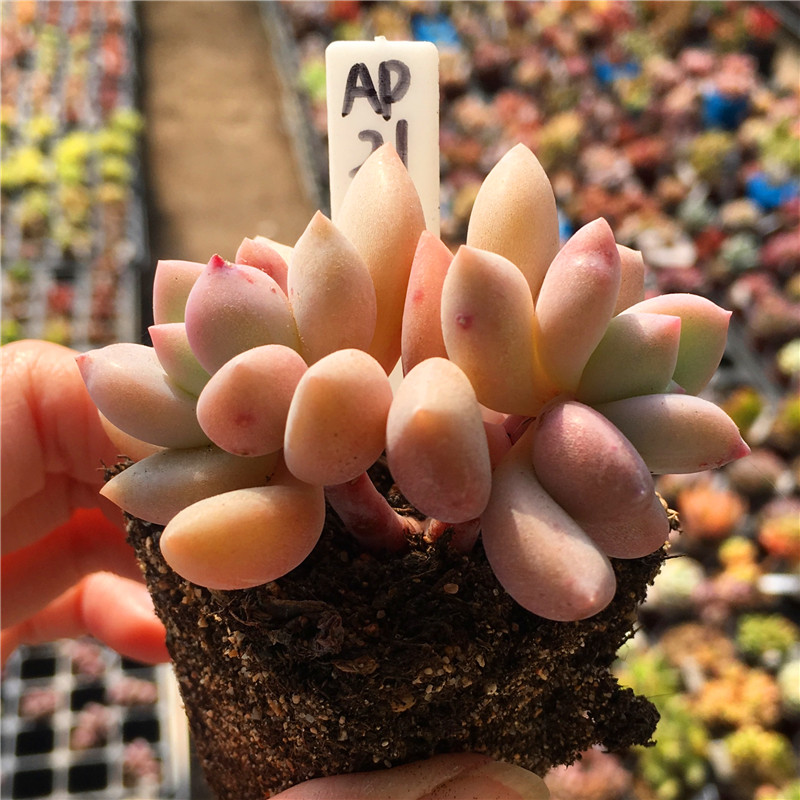 奥普琳娜一物一拍杂交多肉植物