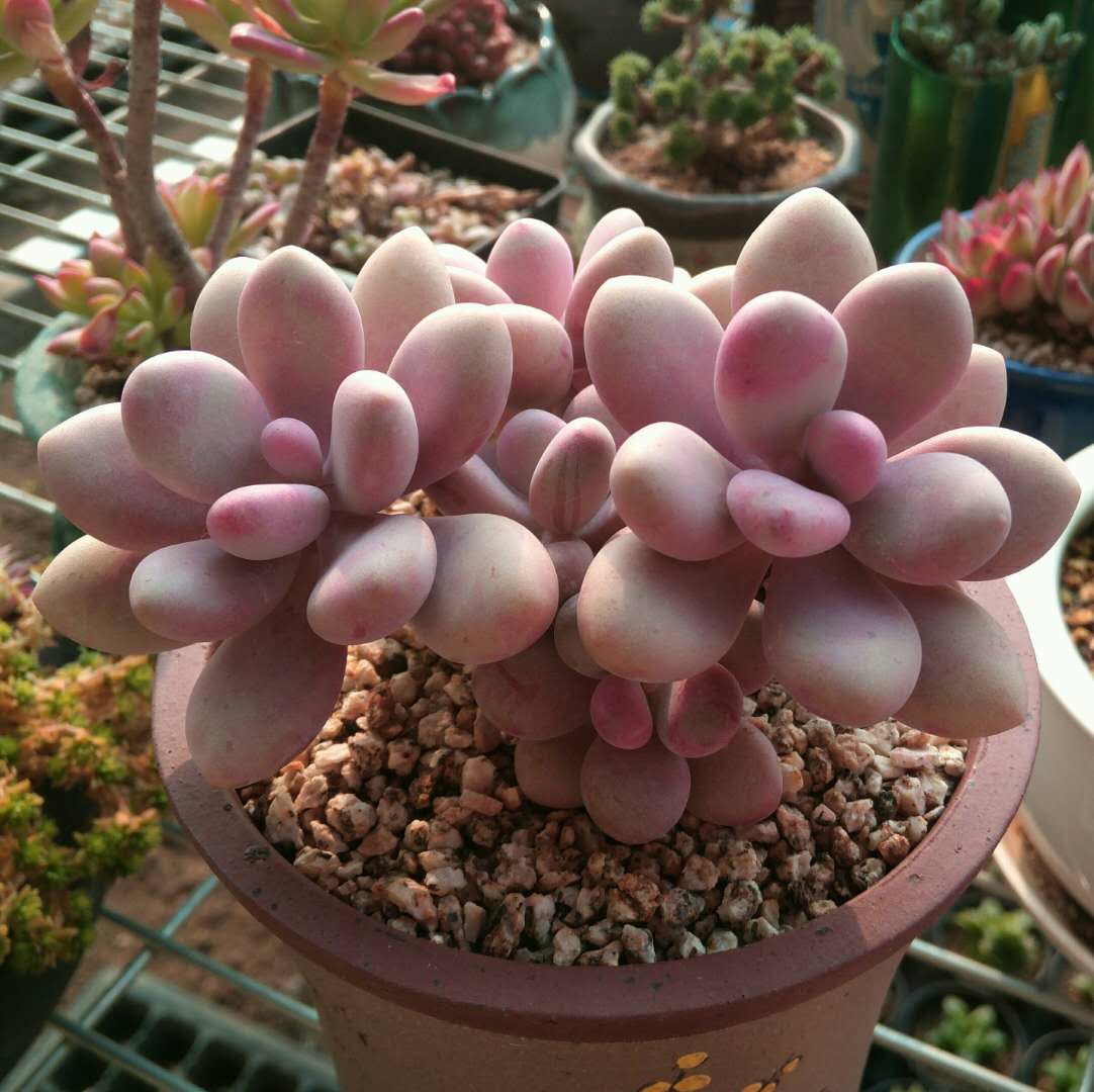 桃蛋一物一拍糖果水光针多肉植物