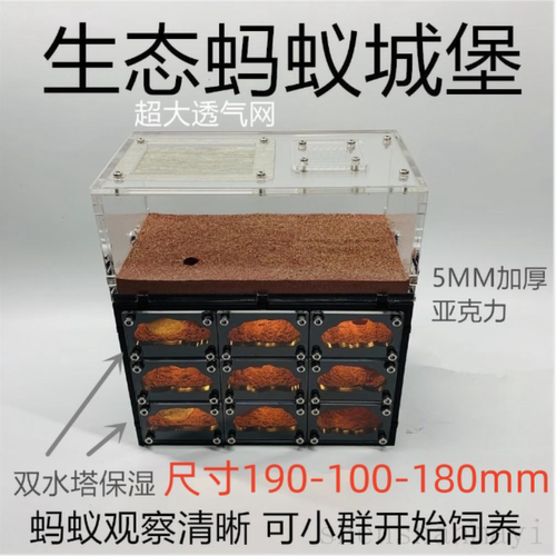 天空宠物蚂蚁工坊笼子活体