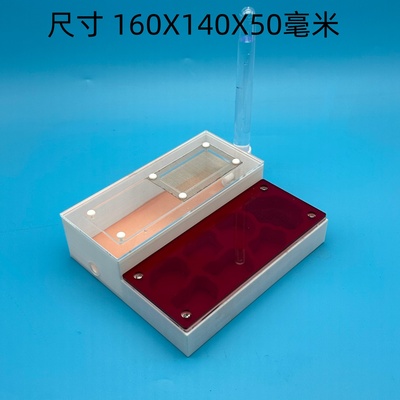 中号平面蚂蚁巢收获蚁弓背大头