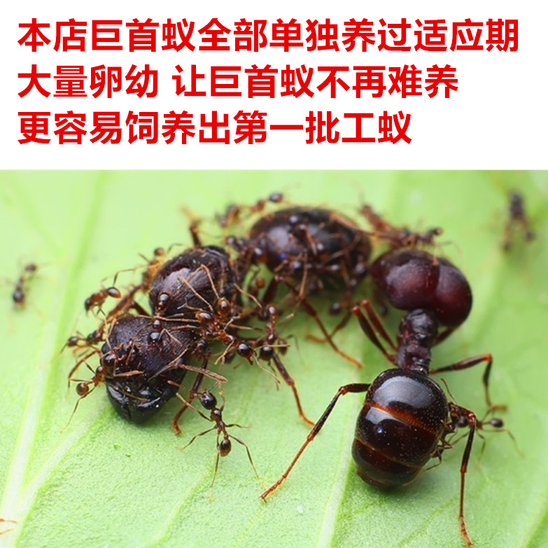 全异巨首蚁盲切叶蚁活体宠物蚂蚁