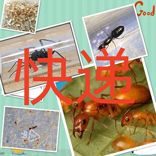 蚂蚁 宠物蚂蚁 快递查询