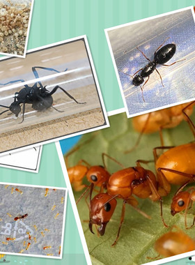 各种清仓蚂蚁  孤后 弱后 特价  用于合巢做实验大神拯救