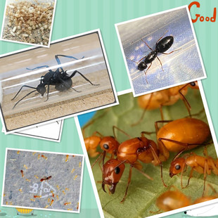 各种清仓蚂蚁  孤后 弱后 特价  用于合巢做实验大神拯救