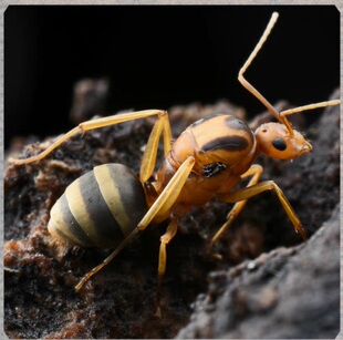 长足捷蚁 黑腹捷蚁多后制蚂蚁 繁殖快 摄影 宠物蚂蚁 新到货促销