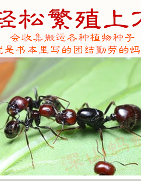 原生收获蚁 宠物蚂蚁爬宠城堡蚂蚁蚂蚁工坊蚁后蚂蚁巢教学科普