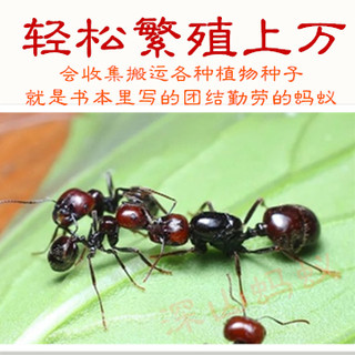 原生收获蚁 宠物蚂蚁爬宠城堡蚂蚁蚂蚁工坊蚁后蚂蚁巢教学科普