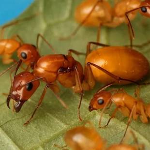 全黄土耳其弓背蚁 费氏弓背蚁新Camponotus turkestanus