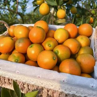 融安滑皮金桔第二代甜脆金桔新鲜采摘1斤3斤5斤当季 水果大果金橘