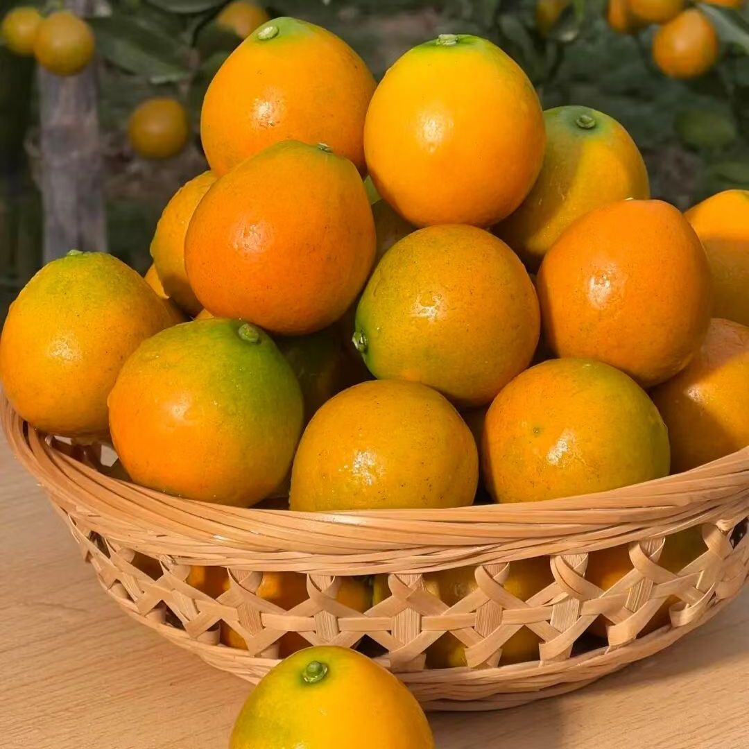 广西融安第二代滑皮金桔1斤3斤5斤包邮小金桔当季水果金橘现摘