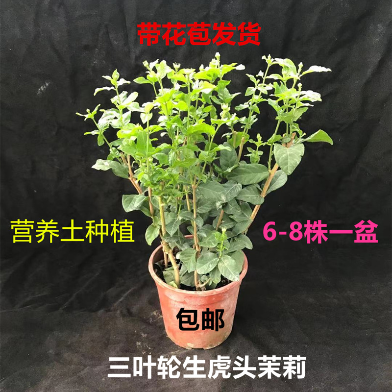 不断植物驱蚊净化空气茉莉花盆栽