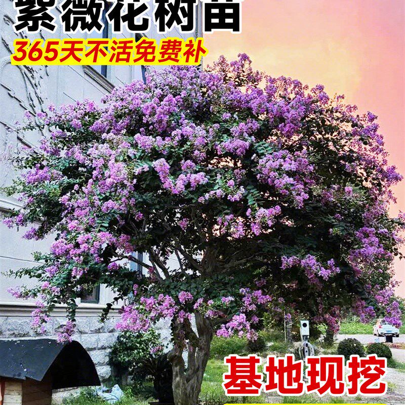 紫薇花树苗盆栽百日红花卉庭院老桩别墅室外绿化植物庭院四季大苗