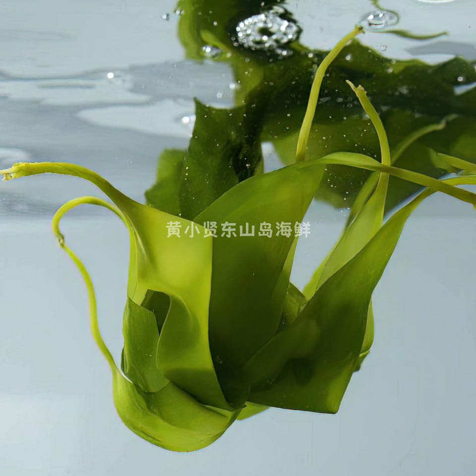 包邮非盐渍海带苗3包 且吃且珍惜黄小贤东山岛嫩芽裙带菜吃法百搭