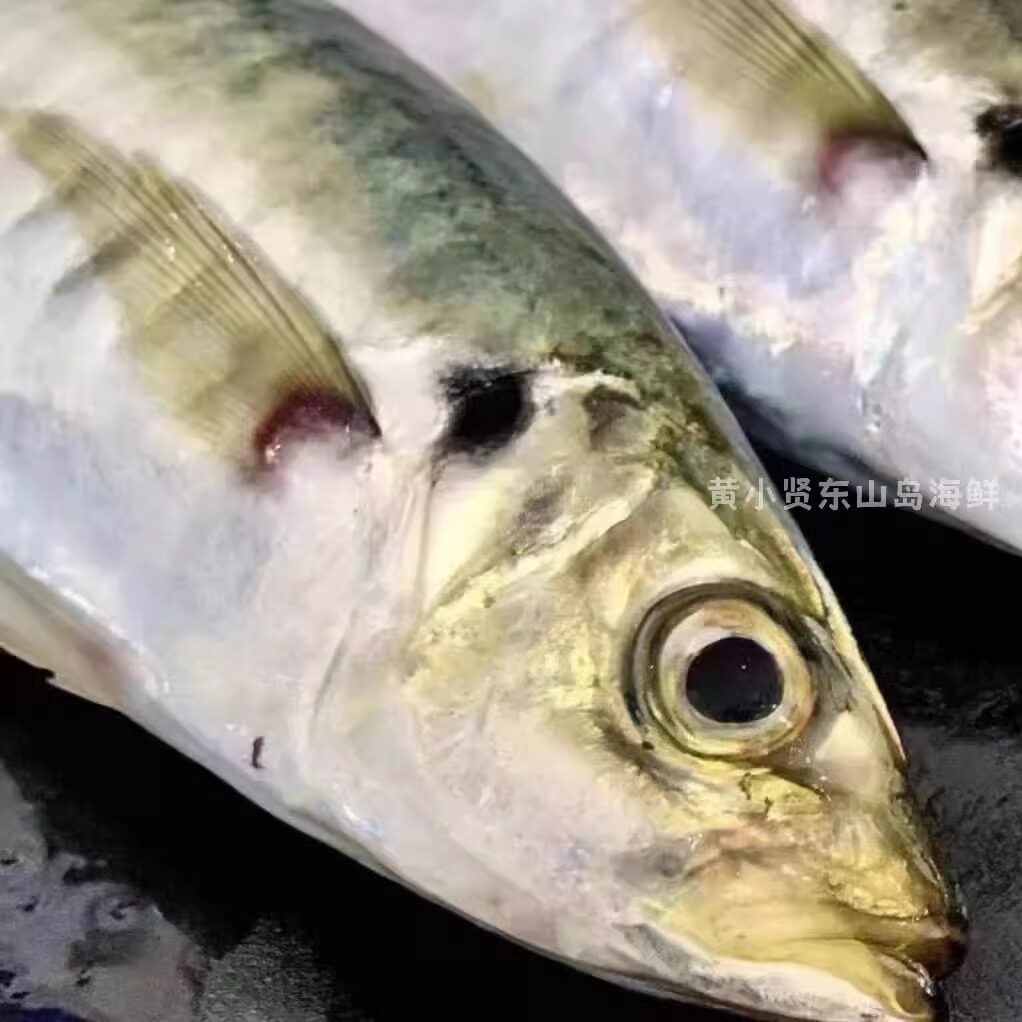 黄小贤东山岛海鲜巴浪鱼竹夹鱼松