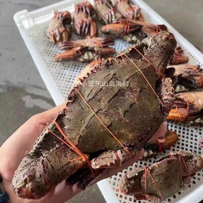 黄小贤海鲜东山黑蟹当季石蟹补钙