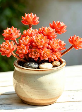 橙色风暴加州落日 多肉植物带盆栽好室内外桌面装饰花卉绿植