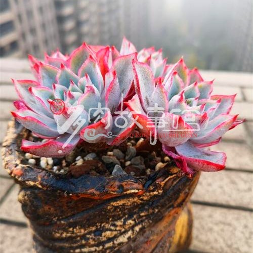 多肉植物【赫拉】大红边/非常仙满额包邮/多肉故事馆/进口盆栽