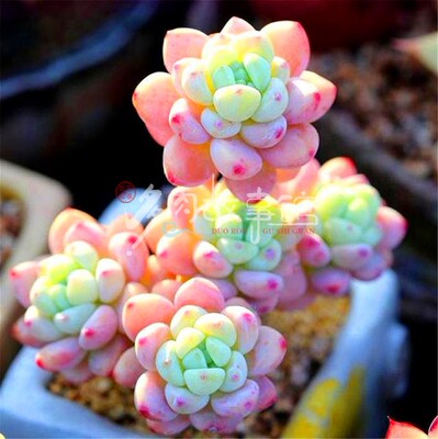 易服盆好养殖带盆栽好