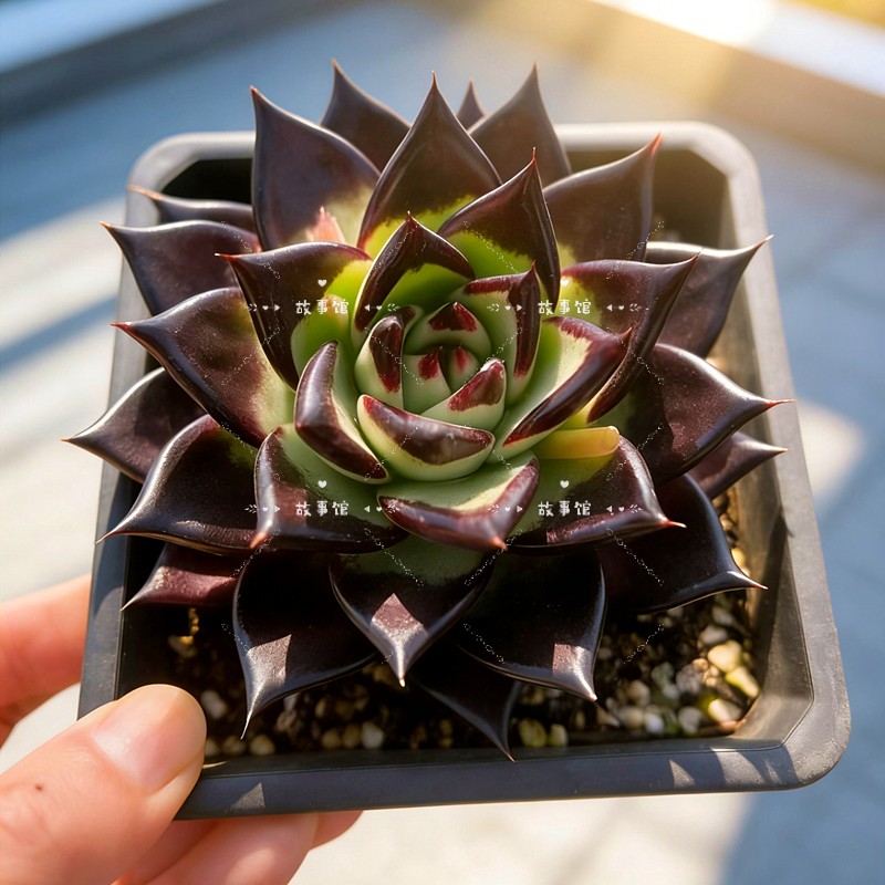 多肉植物 黑魔王乌木血斑黑红颜值状态品相佳盆栽花卉楼顶阳台