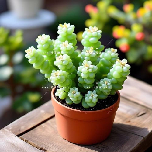 易服盆好养带盆栽好群生