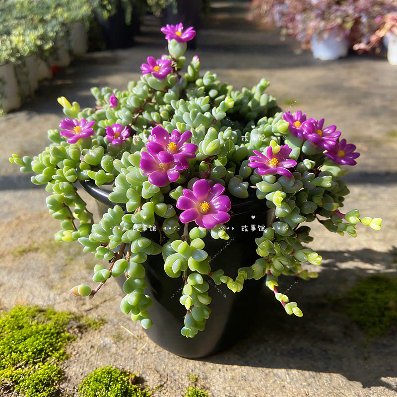 多肉植物 千佛手盆栽带盆紫色小花绿色肉质叶片室内桌面装饰植物