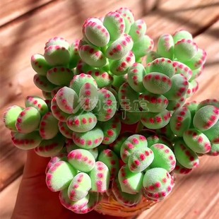 多肉植物【熊童子/树熊】小老桩萌肉熊掌开花款多头阳台庭院