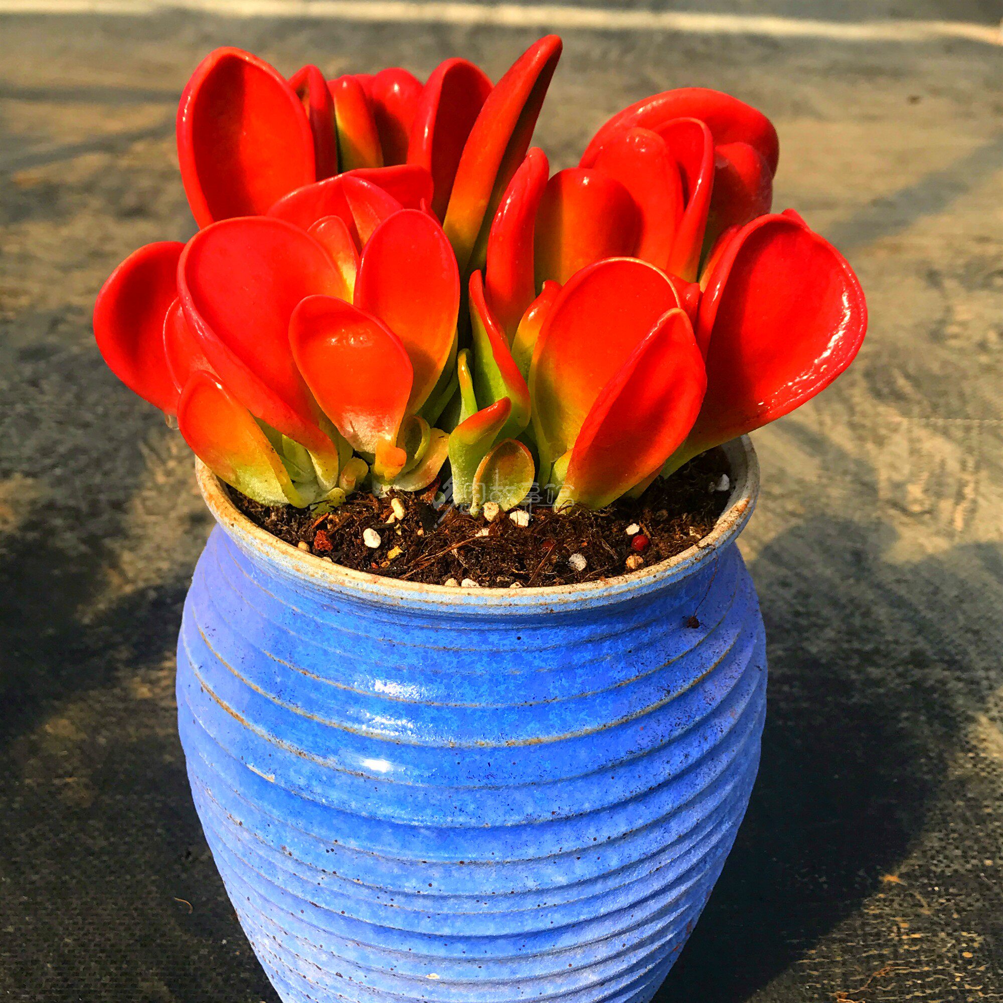 满额包邮多肉【大盆火狐狸】红色萌肉状态佳精品含土发好养防辐射