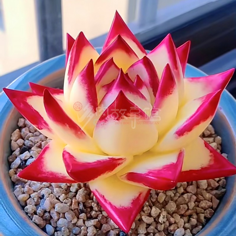 满额含盆土阳台乌木包邮