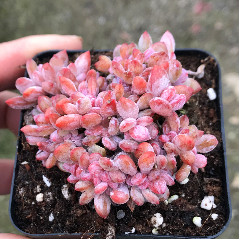 满额包邮/多肉植物【秋之霜缀化】带塑料盆栽好/防